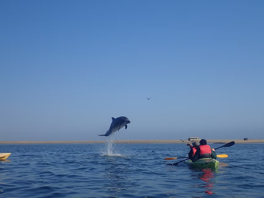 Dolphin Cruises in Walvis Bay: What to Expect